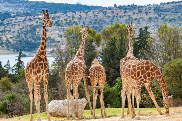 Excursión al Zoológico Africam Safari