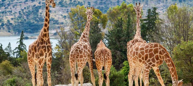 Excursión al Zoológico Africam Safari