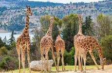 Africam Safari Park Trip