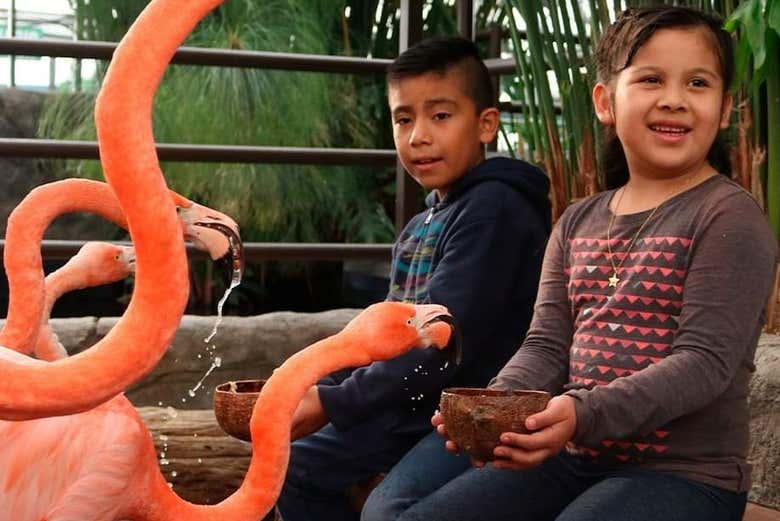 Dando de comer a unos flamencos