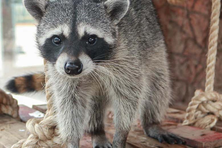 Un simpático mapache en el Acuario Michin