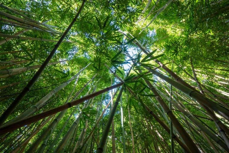 Conociendo el Bosque de Bambú