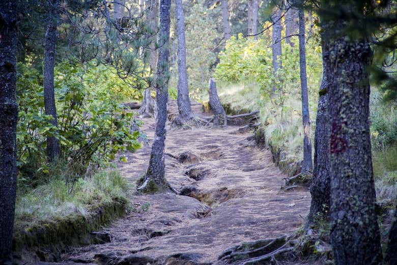 Camino hacia la cima