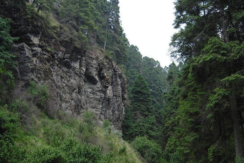 Bosques do Parque Nacional Izta-Popo Zoquiapan