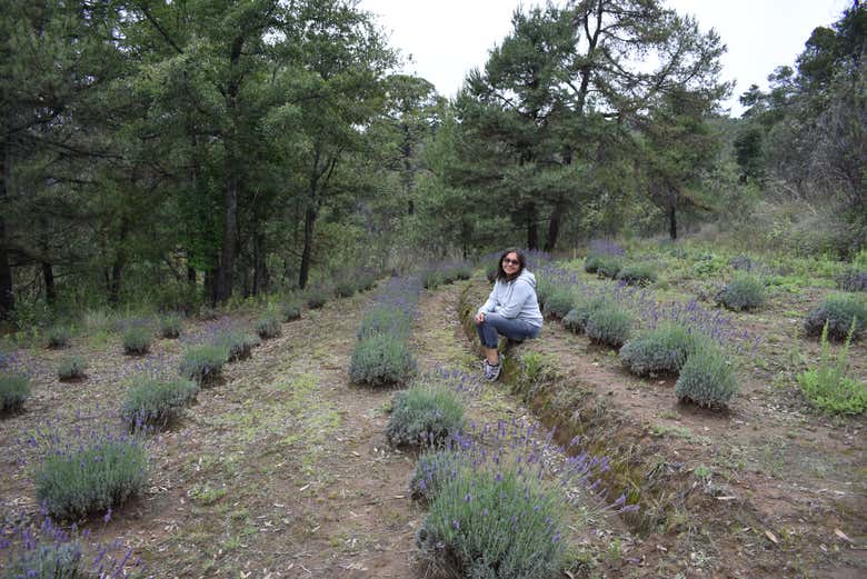 Learn all about lavender at the Rancho San Martín