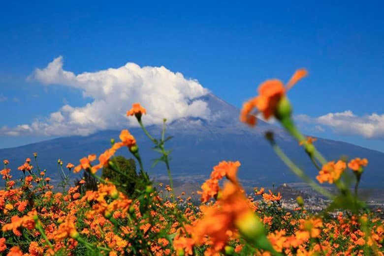 Campos de cempasúchil a los pies del volcán Popocatépetl