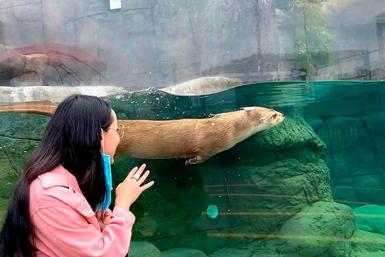 Viendo una nutria buceando en el Acuario Michin