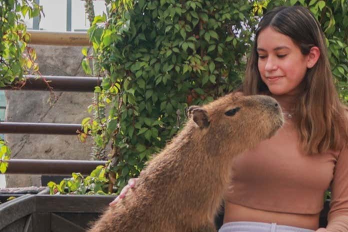 Una foto con un capibara