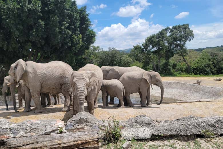 Marvel at these majestic animals