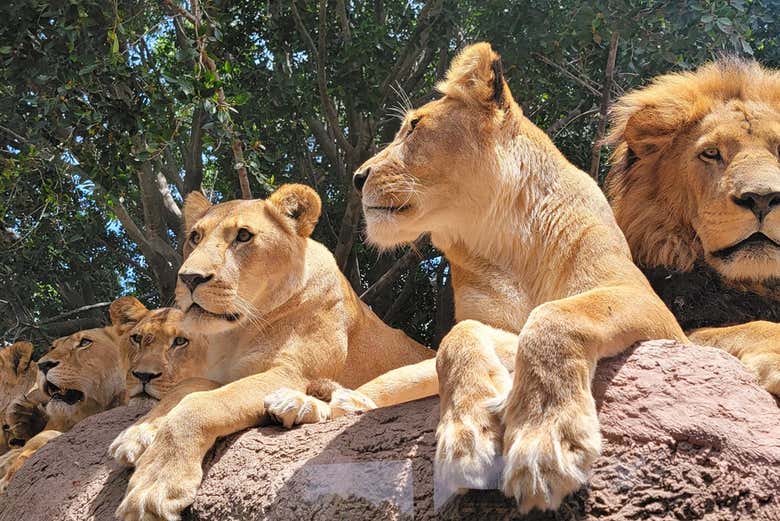 See lions up close