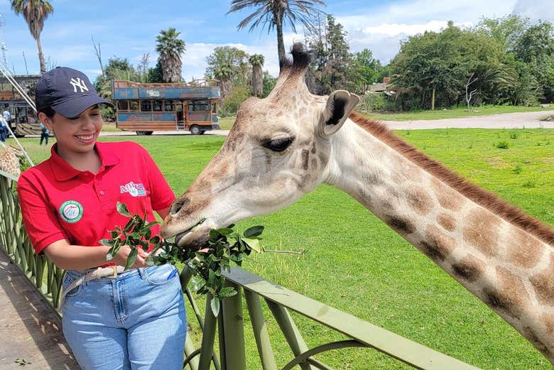 Feed a giraffe