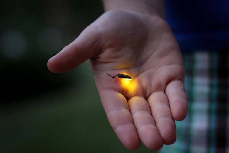 Um vaga-lume emitindo luz própria