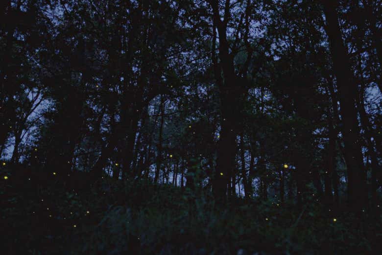 Disfrutando del recorrido guiado por el bosque