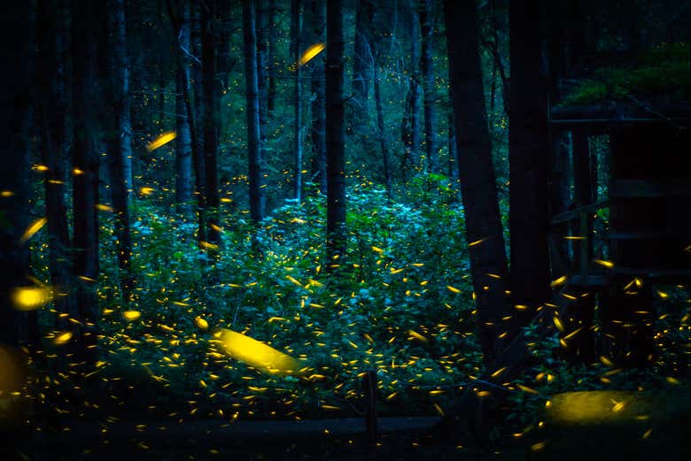 A floresta cheia de luzes mágicas
