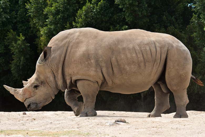 Meet the park's animal's