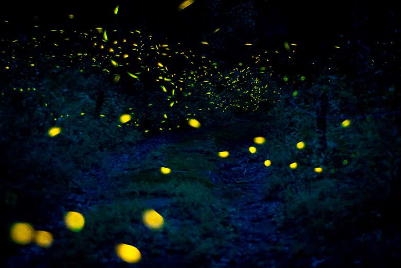 Explorando el Santuario de las Luciérnagas