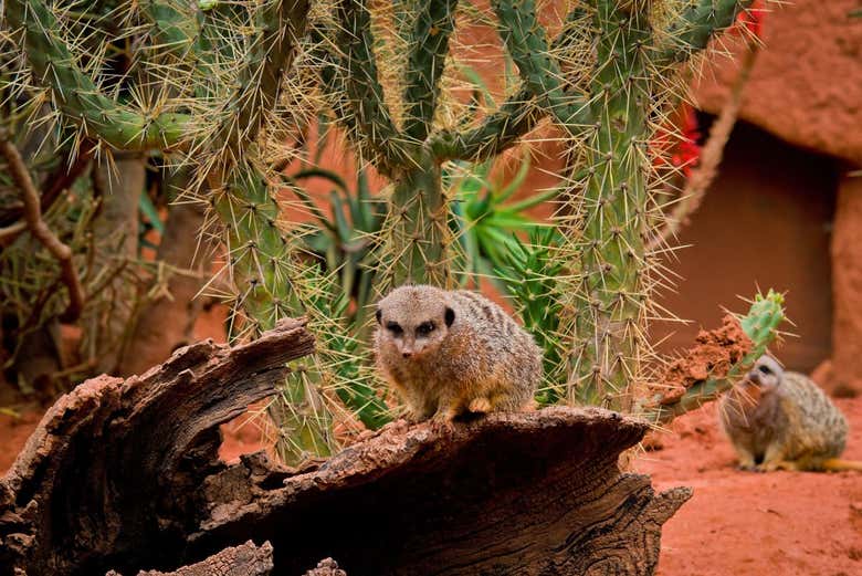 Suricato en el Zoológico Africam Safari