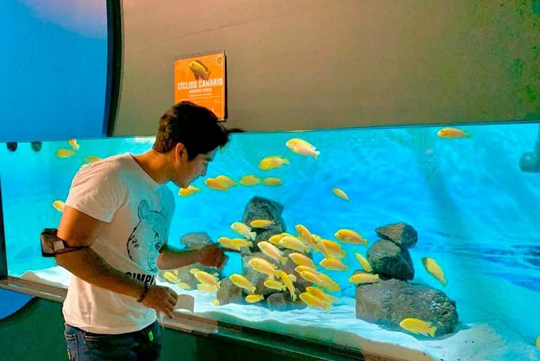 Contemplando peces de colores