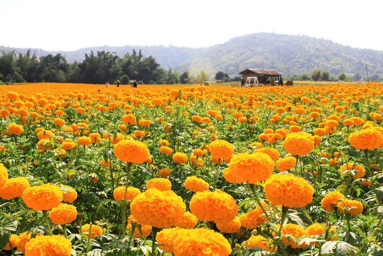 Campos de cempasúchil de Atlixco, en el estado de Puebla