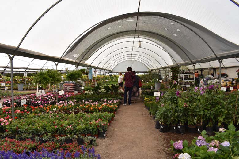 Vivero en Atlixco