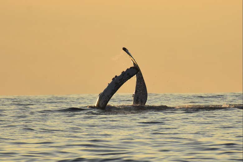Les nageoires d'une baleine à bosse