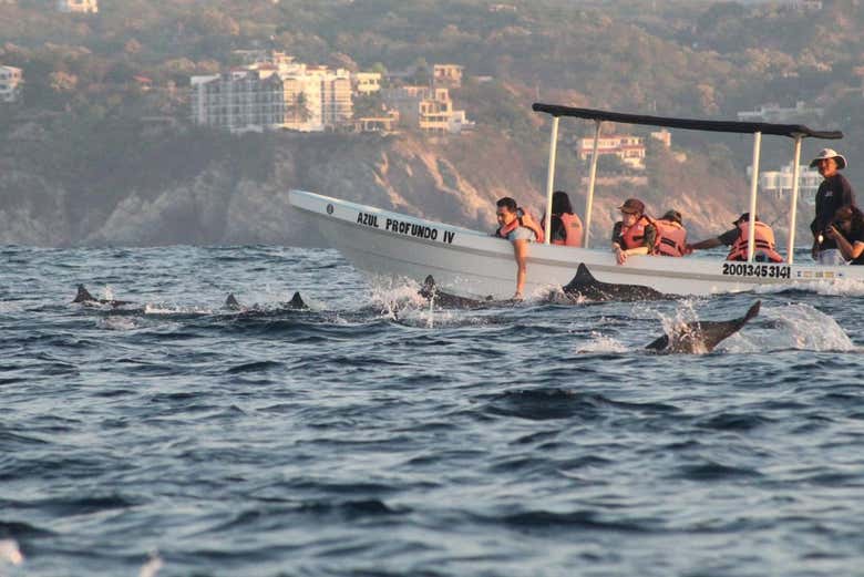 Navegando junto a animales marinos