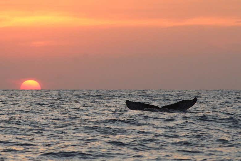 Baleine au coucher de soleil