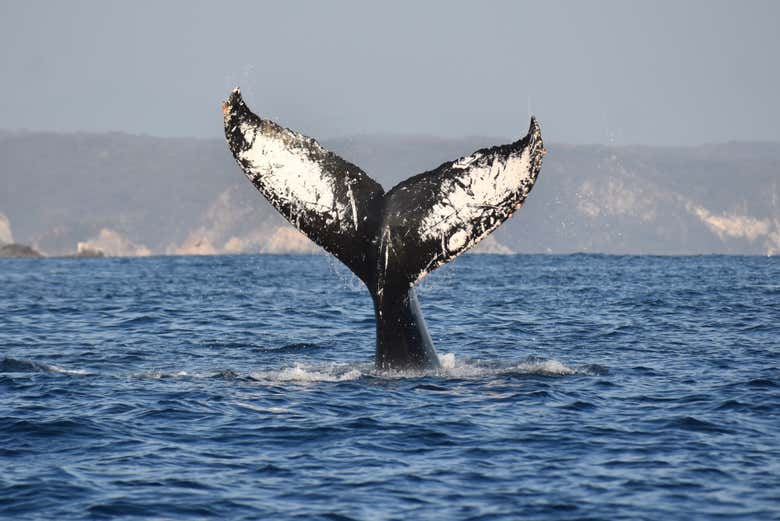 Admirando una ballena jorobada