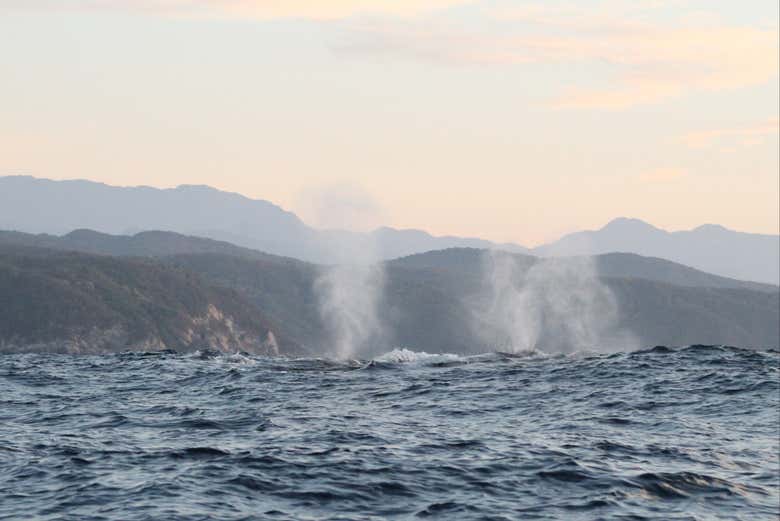 Observez les souffles des baleines émergeant de la mer