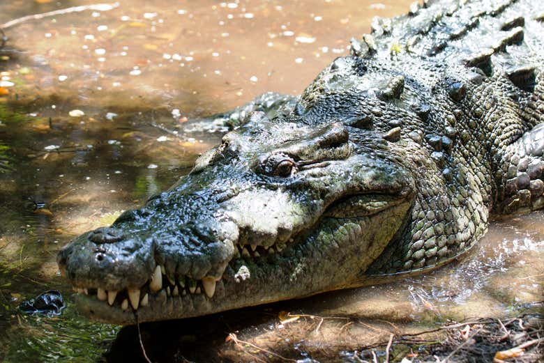 Cocodrilo