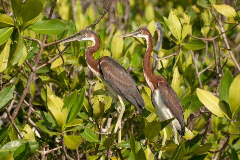 Migratory birds in Chacahua