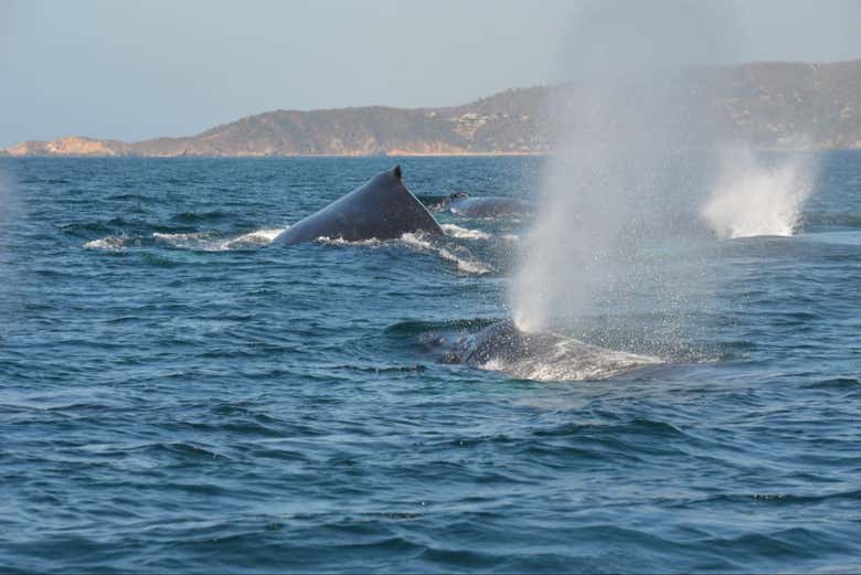 Durante l'esperienza di whale watching