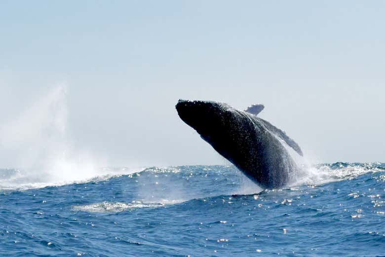 20 toneladas brincando