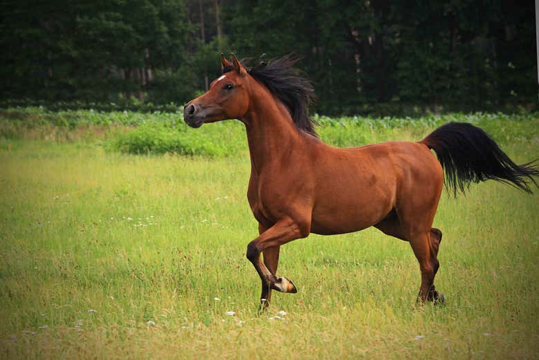 Cheval pour la balade