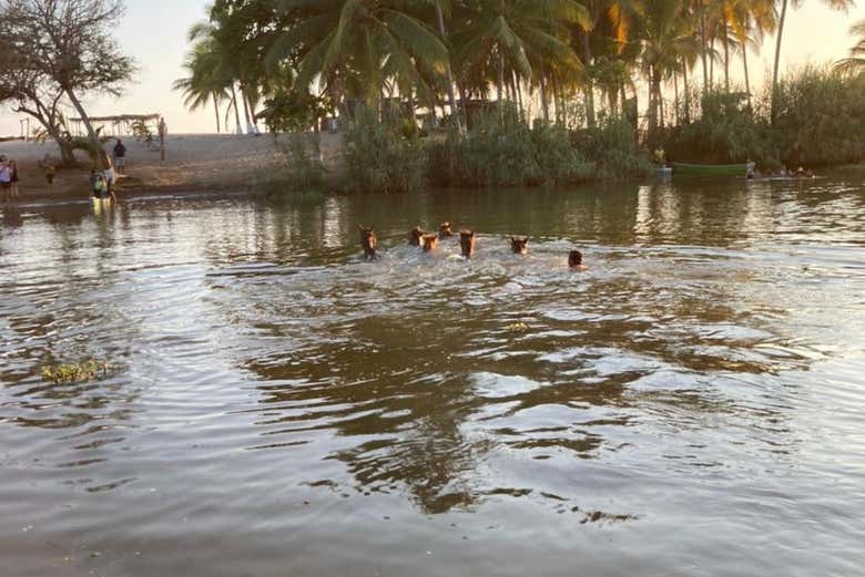 Cheval traversant la Lagune Manialtepec