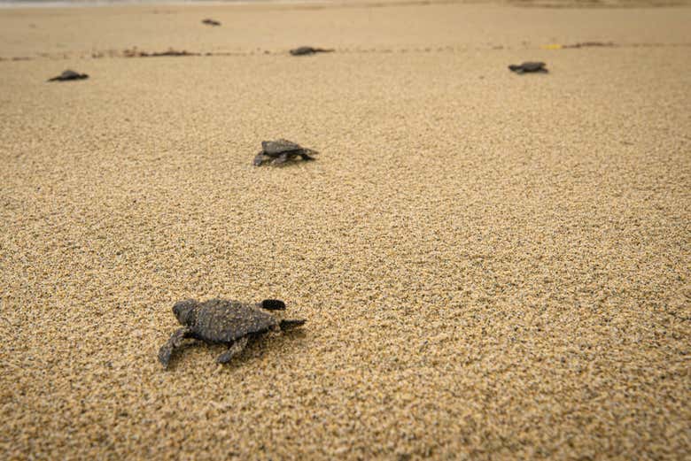 Tartaruga indo ao mar