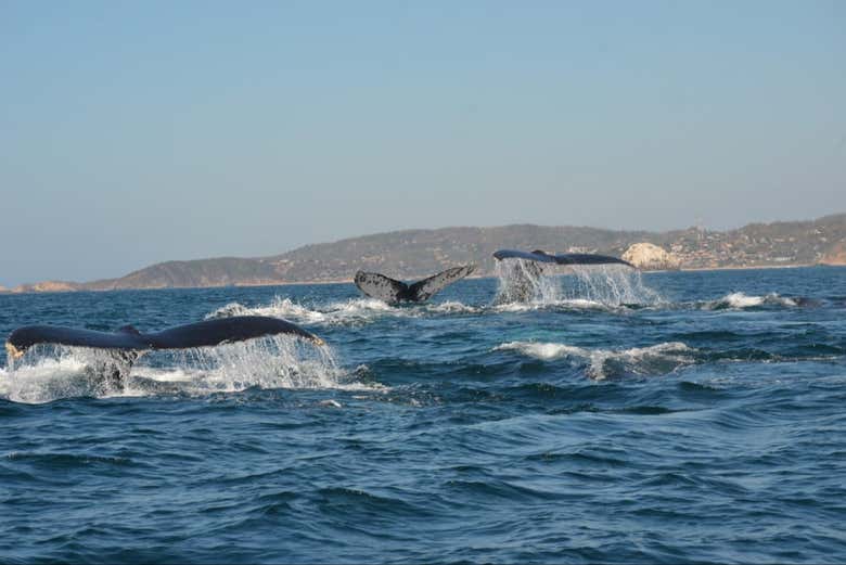 Ballenas jorobadas nadando en el océano Pacífico