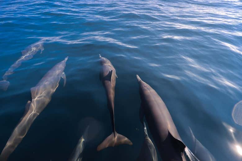 I delfini mentre nuotano