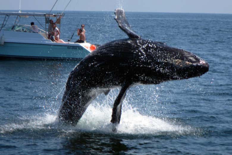 Ballenato haciendo piruetas