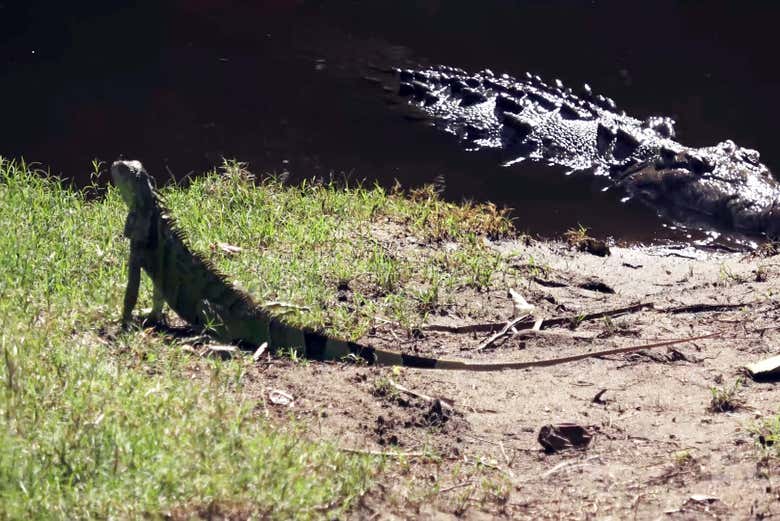 Reptiles en la Laguna de Ventanilla