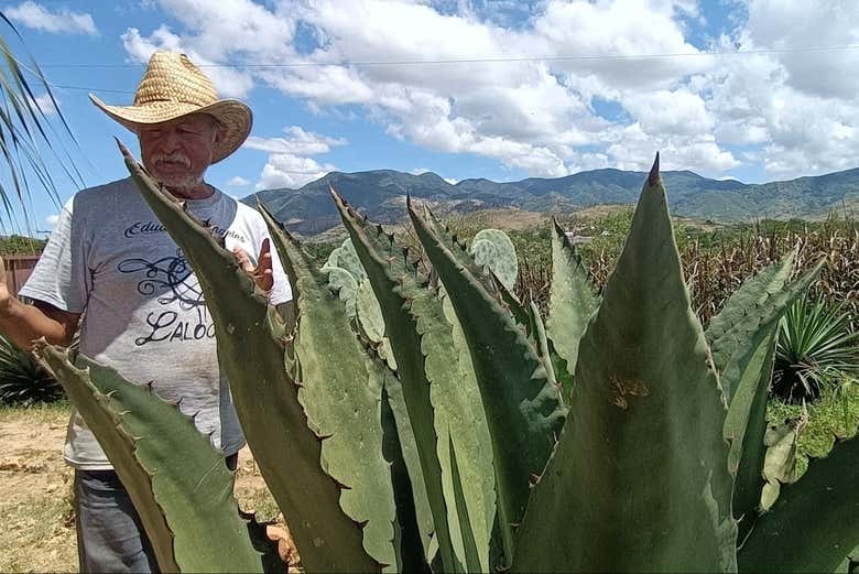 Pasearemos por campos de agave