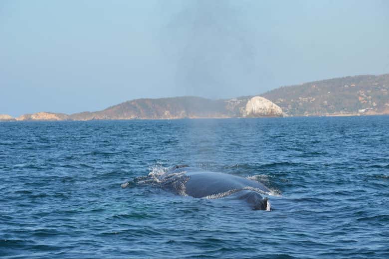 La superficie del mar rompiéndose con el paso de una ballena