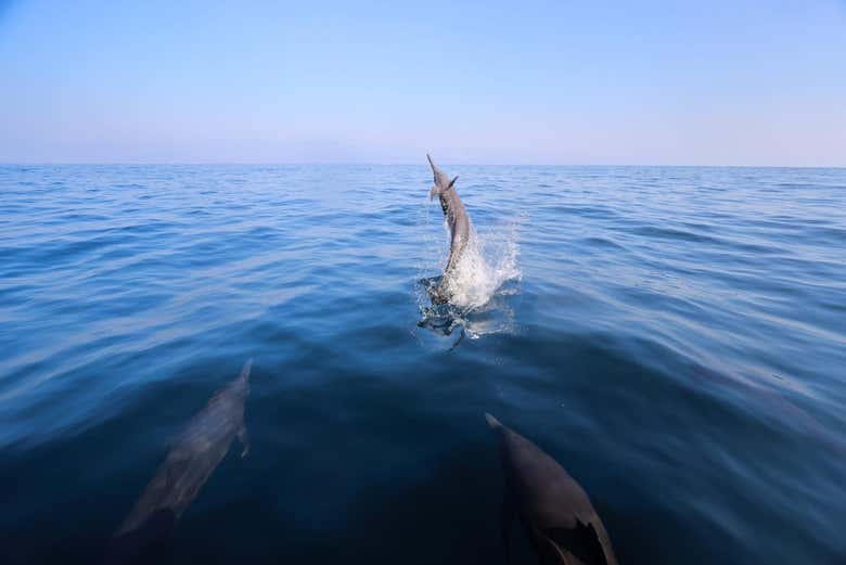 Un delfino intento a saltare