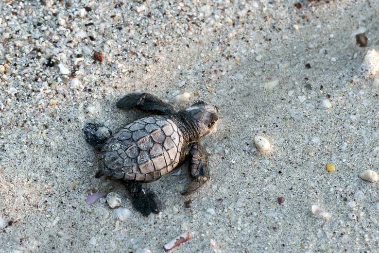 Tartaruga rumo ao mar