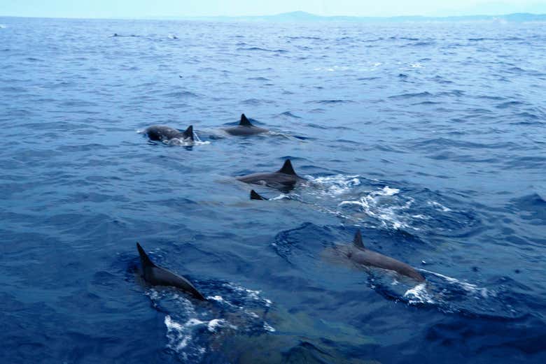 Descubriendo delfines