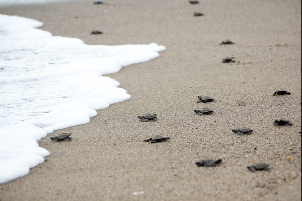 Liberación de tortugas en la playa de Colotepec