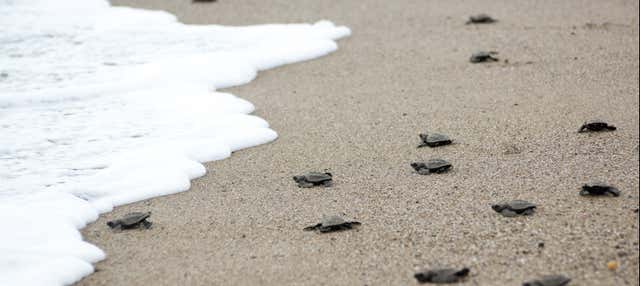 Liberación de tortugas en la playa de Colotepec