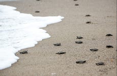 Libération de tortues sur la plage de Colotepec