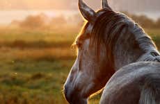 Balade à cheval à San José Manialtepec 