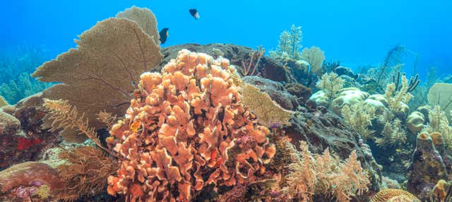 Bautismo de buceo en Puerto Morelos